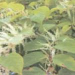 Invasive Vegetation Management and Tretatment