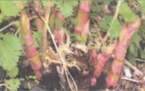 Invasive Vegetation Management and Tretatment