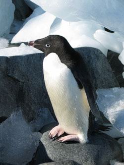 penguin_130_3083