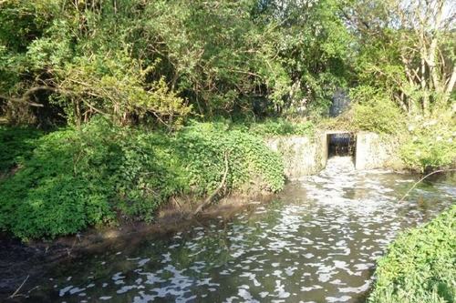 Sewage pollution on the River Brain at Braintree