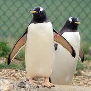 rockhopper